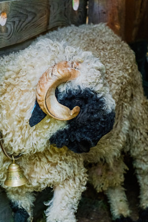 close up shot of a ship, farm animalsの写真素材