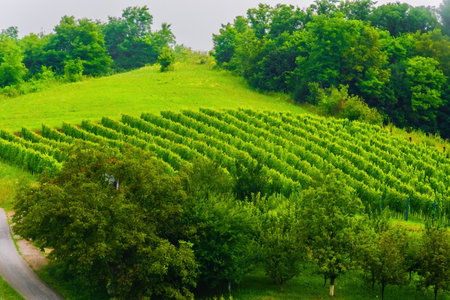 Landscape with green field of vineyard valleyの写真素材