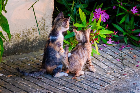 Street Cat, close portrait, wildlife animals, urban cat
