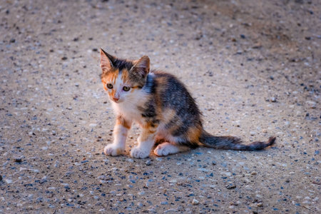 Street Cat, close portrait, wildlife animals, urban catの写真素材