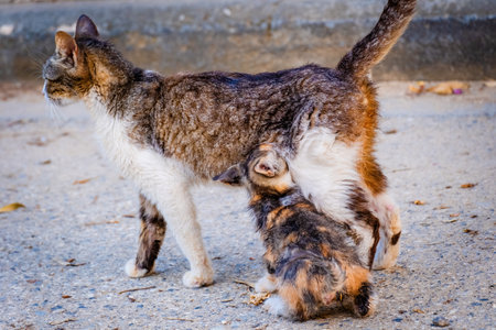 Street Cat, close portrait, wildlife animals, urban catの写真素材