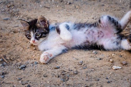 Street Cat, close portrait, wildlife animals, urban catの写真素材