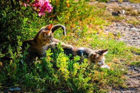 Street Cat, close portrait, wildlife animals, urban catの写真素材