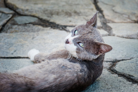 Street Cat, close portrait, wildlife animals, urban catの写真素材