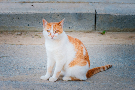 Street Cat, close portrait, wildlife animals, urban catの写真素材