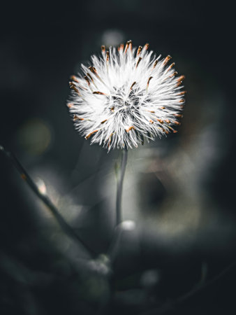 blossom flower from garden with art background, floralの写真素材