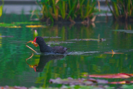 The Eurasian coot, Fulica atra, also known as the common coot, swims on a lake - black bird with red...