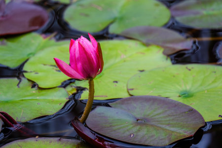 Beautiful blossom waterlily or lotus flower in pond. water flowers