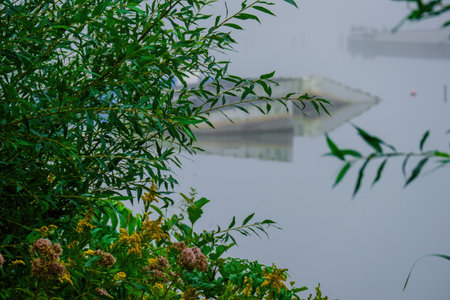 Misty and cold foggy morning in woods, natureの写真素材