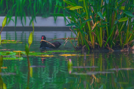 The Eurasian coot, Fulica atra, also known as the common coot, swims on a lake - black bird with red eyes and white beakの写真素材