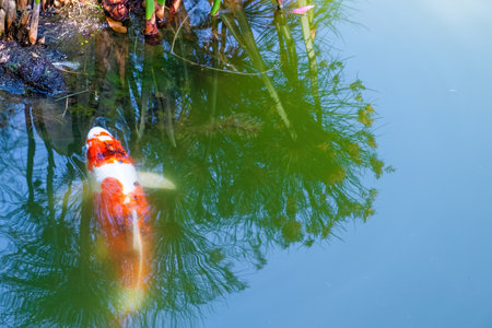 colorfull fish swimming in pond surfaceの写真素材