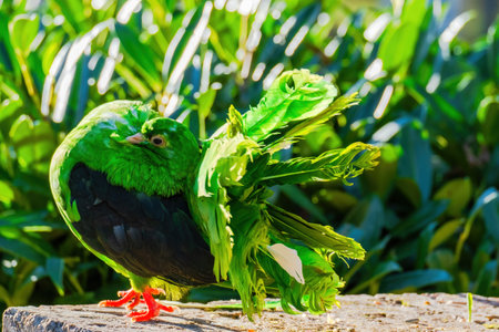Pigeon perched in park, close-up portrait, birds wildlifeの写真素材