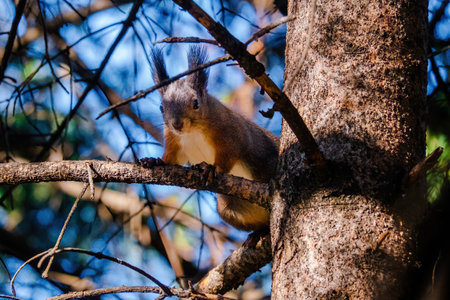 cute young squirrel portrait at parkの写真素材