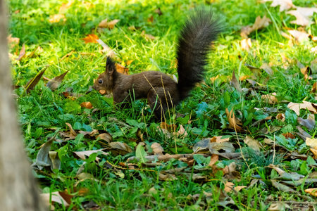 cute young squirrel portrait at parkの写真素材