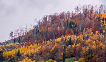 Sunny day in Autumn, trees with yellow orange, green, red leavesの写真素材