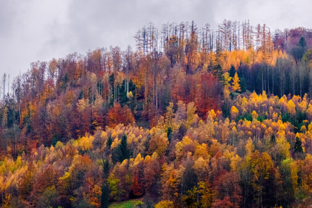 Sunny day in Autumn, trees with yellow orange, green, red leavesの写真素材