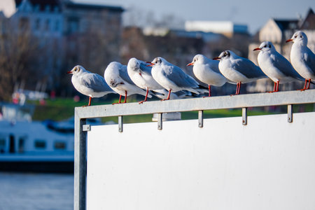 seagull bird fishing on river birds wildlifeの写真素材