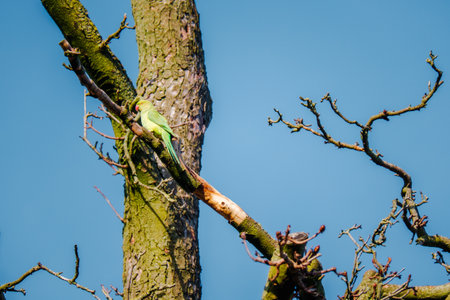 Green canary on tree, birds wildlifeの写真素材