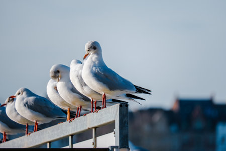 seagull bird fishing on river birds wildlifeの写真素材
