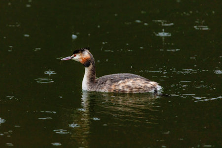 Great crested grebe in its natural habitat swimming in lake. water birds.