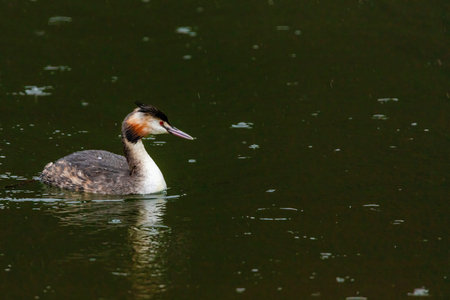 Great crested grebe in its natural habitat swimming in lake. water birds.