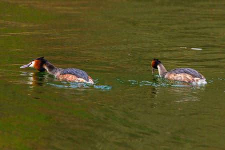 Great crested grebe in its natural habitat swimming in lake. water birds.