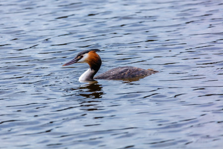 Great crested grebe in its natural habitat swimming in lake. water birds.の写真素材