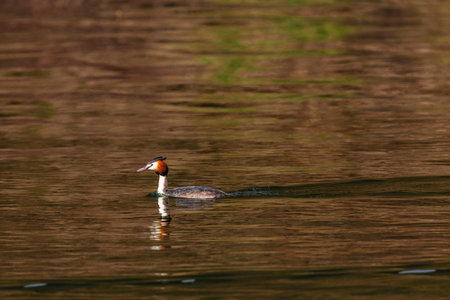 wild duck swimming in lake. water birds