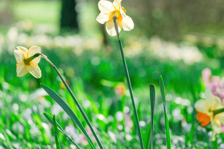 beautiful blossom flowers in the garden, bouquet, botanical