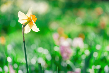 beautiful blossom flowers in the garden, bouquet, botanical
