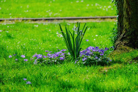 beautiful blossom flowers in the garden, bouquet, botanical