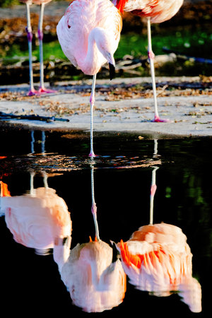 close-up portrait of african flamingo walking in waterの写真素材