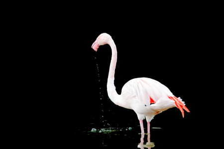 close-up portrait of african flamingo walking in waterの写真素材