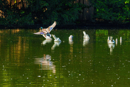 wild duck flying in park, wildlife animalsの写真素材