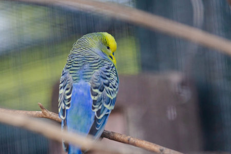 A blue and yellow parakeet is perched on a branch. The bird has a curious expression on its face