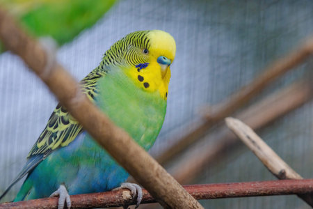 A blue and yellow parakeet is perched on a branch. The bird has a curious expression on its face