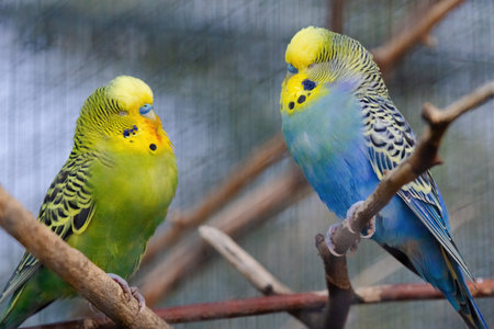 A blue and yellow parakeet is perched on a branch. The bird has a curious expression on its faceの写真素材