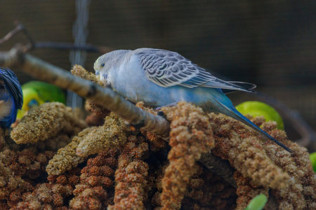 A blue and yellow parakeet is perched on a branch. The bird has a curious expression on its face