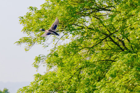 wild duck flying in park, wildlife animalsの写真素材
