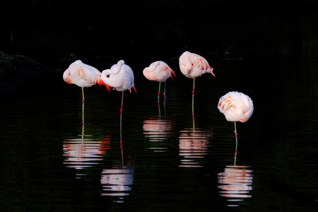 A group of flamingos are standing in a body of waterの写真素材