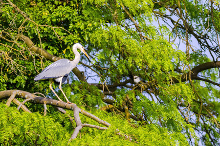 The eastern great egret, a white heron in the genus Ardea, fishing at lakeの写真素材