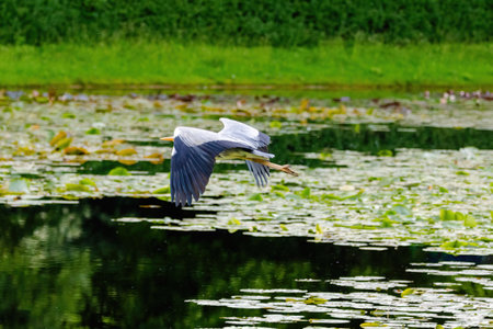 Grey Heron is flying over a pond with lily pads. The water is calm and the sky is clearの写真素材