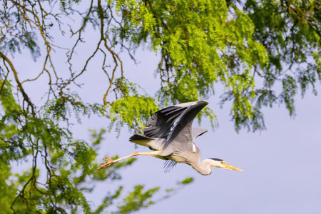Grey Heron with a long neck flying through the air. The bird is blue and gray.の写真素材