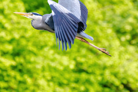 Grey Heron with a long neck flying through the air. The bird is blue and gray.の写真素材