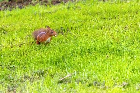 A small brown squirrel is walking through a grassy field. The squirrel is looking up at something in the distanceの写真素材