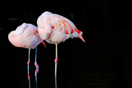 A group of flamingos are standing in a body of waterの写真素材
