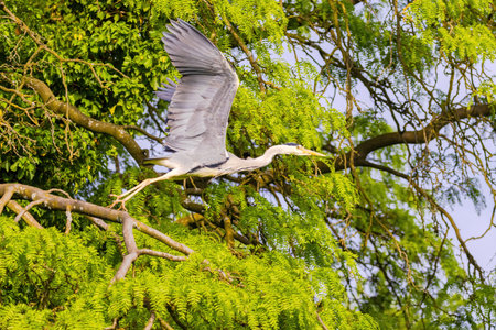 Grey Heron with a long neck flying through the air. The bird is blue and gray.の写真素材