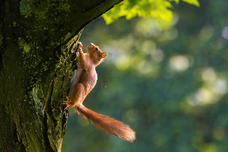 cute young squirrel portrait on tree at parkの写真素材