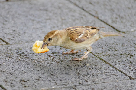 A small bird is eating a piece of orange bread. The bird is on a concrete surfaceの写真素材