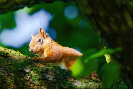 A squirrel is sitting on a tree branch. The branch is covered in moss. The squirrel is looking at the cameraの写真素材